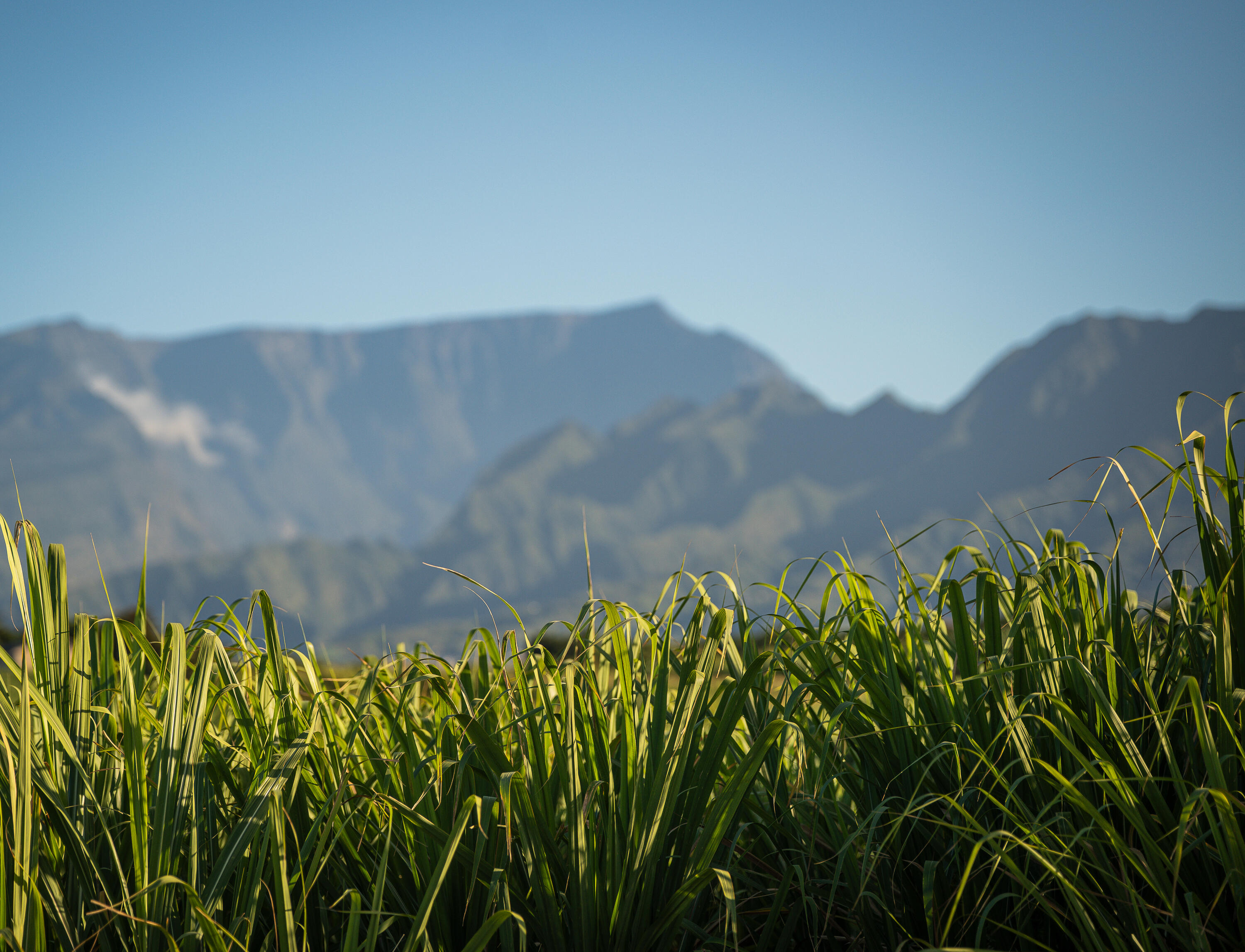 Canne à sucre Réunion